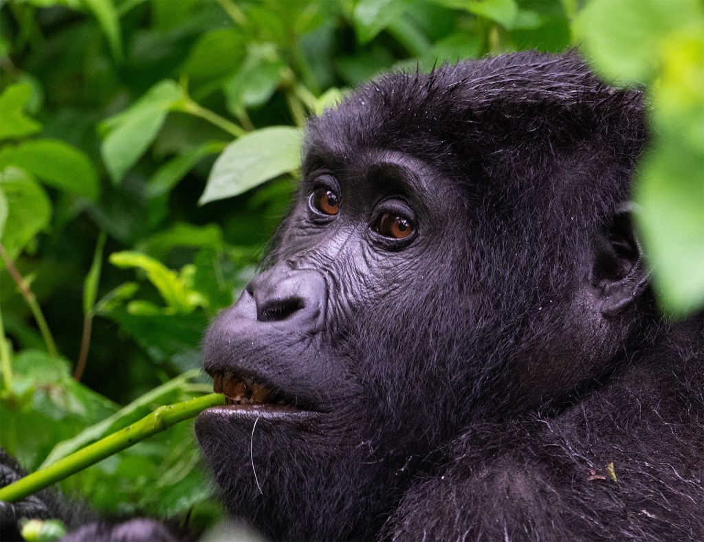 Trekking With Giants: Camping Among Uganda’s Wild Places