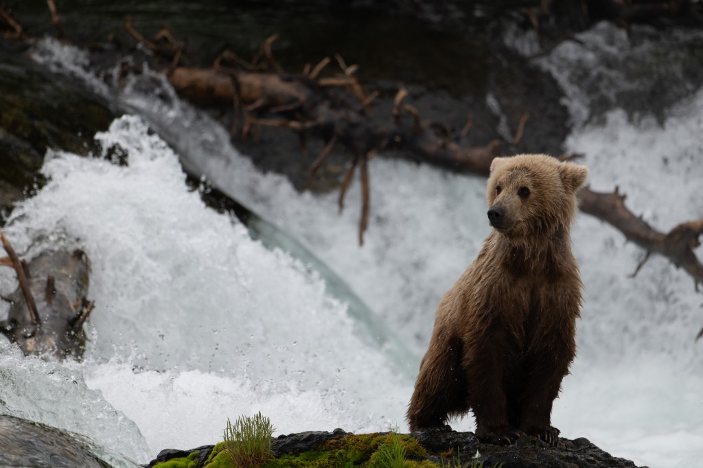Exploring Alaska’s Coastal Brown Bears: A Journey